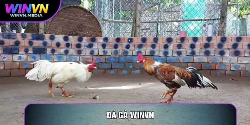 Đá gà